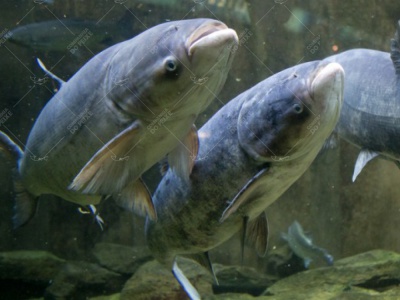 Carpa Cabeçuda