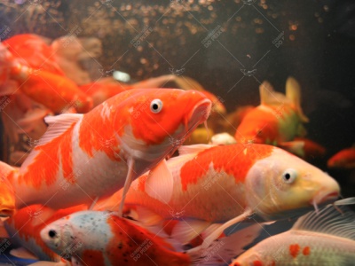 Carpa Colorida