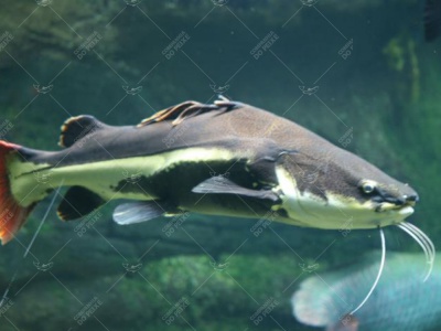 Cat Fish