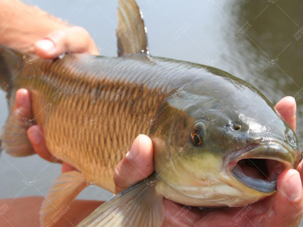 Filhotes e Juvenis de Carpa Capim para Açudes e Criatórios