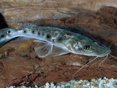 Jurupoca
