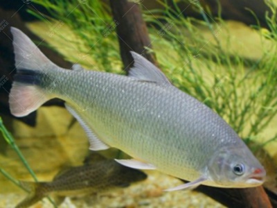 Piracanjuba