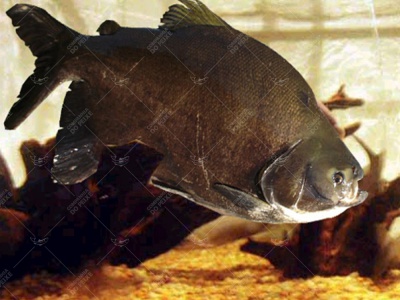 Tambacu