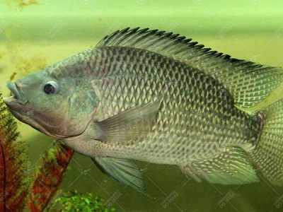Tilápia